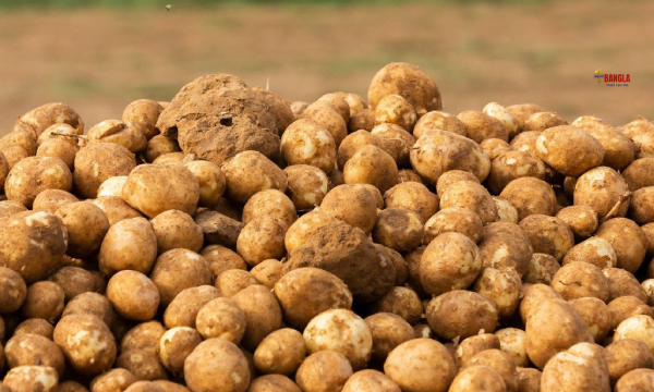 আলু: ধর্মঘট-চড়া দাম-কোথাও আবার পাওয়া যাচ্ছে না, কী বললেন মুখ্যমন্ত্রী?