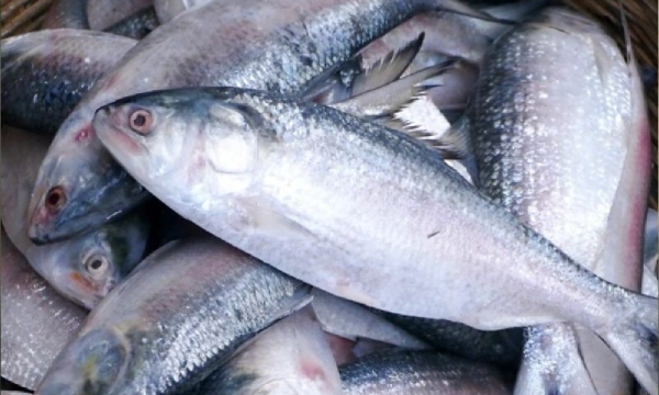 hilsa