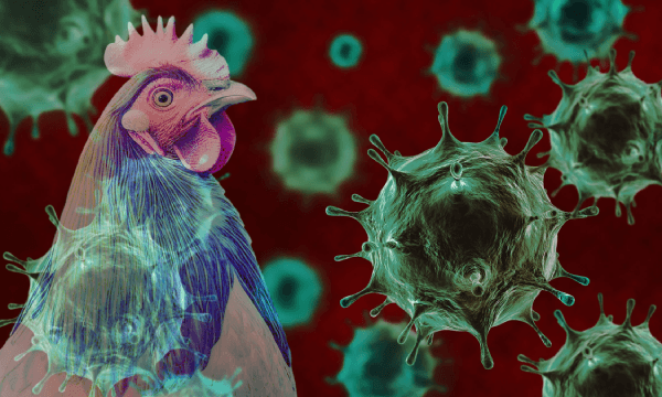 Bird Flu | ফের বার্ড ফ্লু’র প্রকোপ, একাধিক রাজ্যে জারি সতর্কতা
